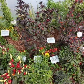 SDCF Show Tunnel Chilli Seed Mix 2 (50,000 SHUs and above)